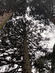 Sequoiadendron giganteum