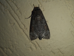 Isognathus allamandae