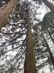 Sequoiadendron giganteum