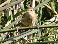 Limnoctites sulphuriferus
