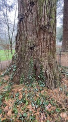 Sequoiadendron giganteum