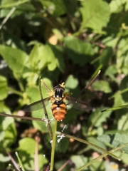 Chrysotoxum triarcuatum