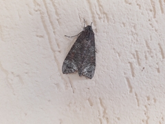 Isognathus allamandae