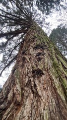 Sequoiadendron giganteum