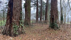 Sequoiadendron giganteum