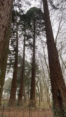 Sequoiadendron giganteum