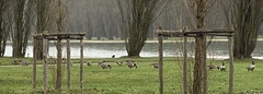 Branta canadensis