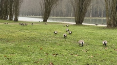 Branta canadensis