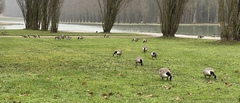 Branta canadensis