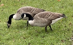 Branta canadensis
