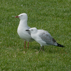 Chroicocephalus novaehollandiae scopulinus