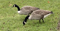 Branta canadensis