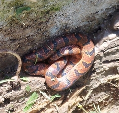 Atractus zebrinus