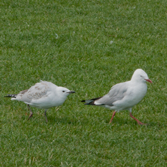 Chroicocephalus novaehollandiae scopulinus