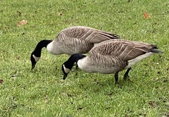 Branta canadensis