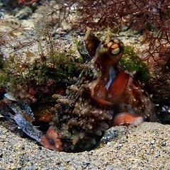 Macroctopus maorum