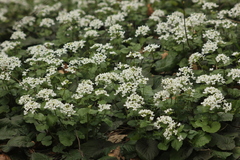 Pachyphragma macrophyllum
