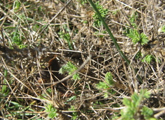 Astragalus angustifolius