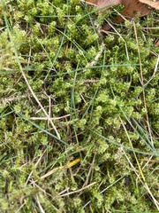 Rhytidiadelphus squarrosus