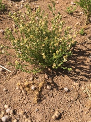 Pseudognaphalium cymatoides
