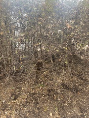 Lonicera fragrantissima