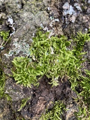 Homalothecium fulgescens