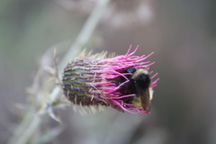 Cirsium mexicanum