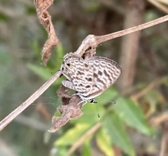 Leptotes