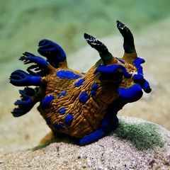 Tambja verconis