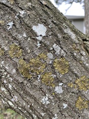 Melanelixia subaurifera