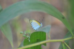 Pierinae