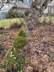 Homalothecium fulgescens