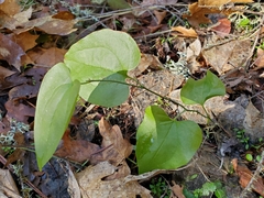 Smilax californica