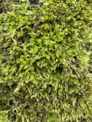 Homalothecium fulgescens