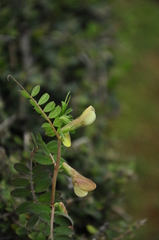 Vicia hybrida