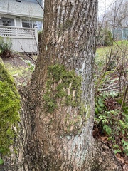 Homalothecium fulgescens