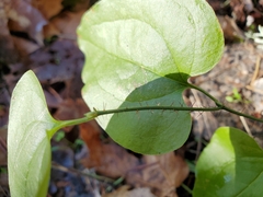 Smilax californica