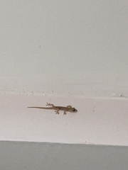 Hemidactylus frenatus