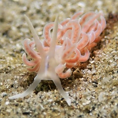 Phyllodesmium serratum