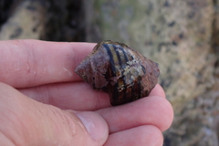 Opeatostoma pseudodon