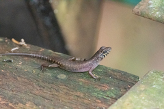 Sphenomorphus sabanus