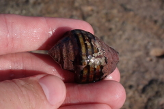 Opeatostoma pseudodon