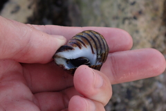 Opeatostoma pseudodon