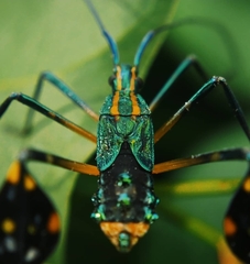 Diactor bilineatus