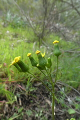Senecio lividus