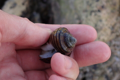 Opeatostoma pseudodon