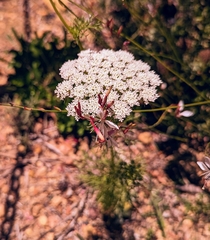 Ammi majus