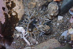 Actiniidae