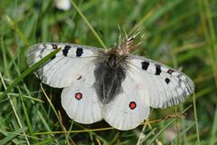 Parnassius phoebus