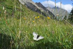 Parnassius phoebus
